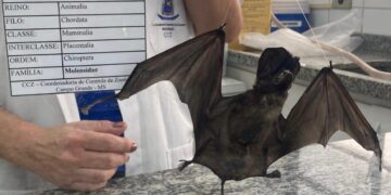GCZ confirma o terceiro caso de raiva em morcegos 