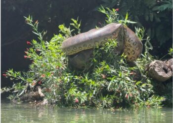 Canoístas se deparam com sucuri de mais de cinco metros durante treino no Rio Formoso