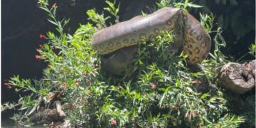 Canoístas se deparam com sucuri de mais de cinco metros durante treino no Rio Formoso
