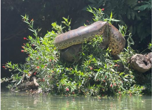 Canoístas se deparam com sucuri de mais de cinco metros durante treino no Rio Formoso