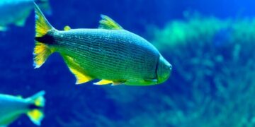 Bioparque Pantanal reforça a importância da conservação do bioma