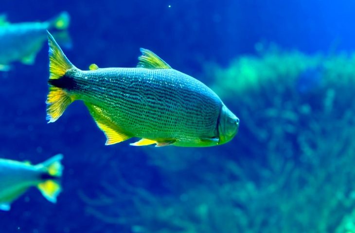 Bioparque Pantanal reforça a importância da conservação do bioma