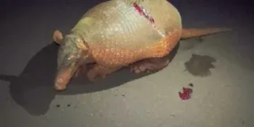 Família resgata tatu-canastra ferido às margens da BR-060