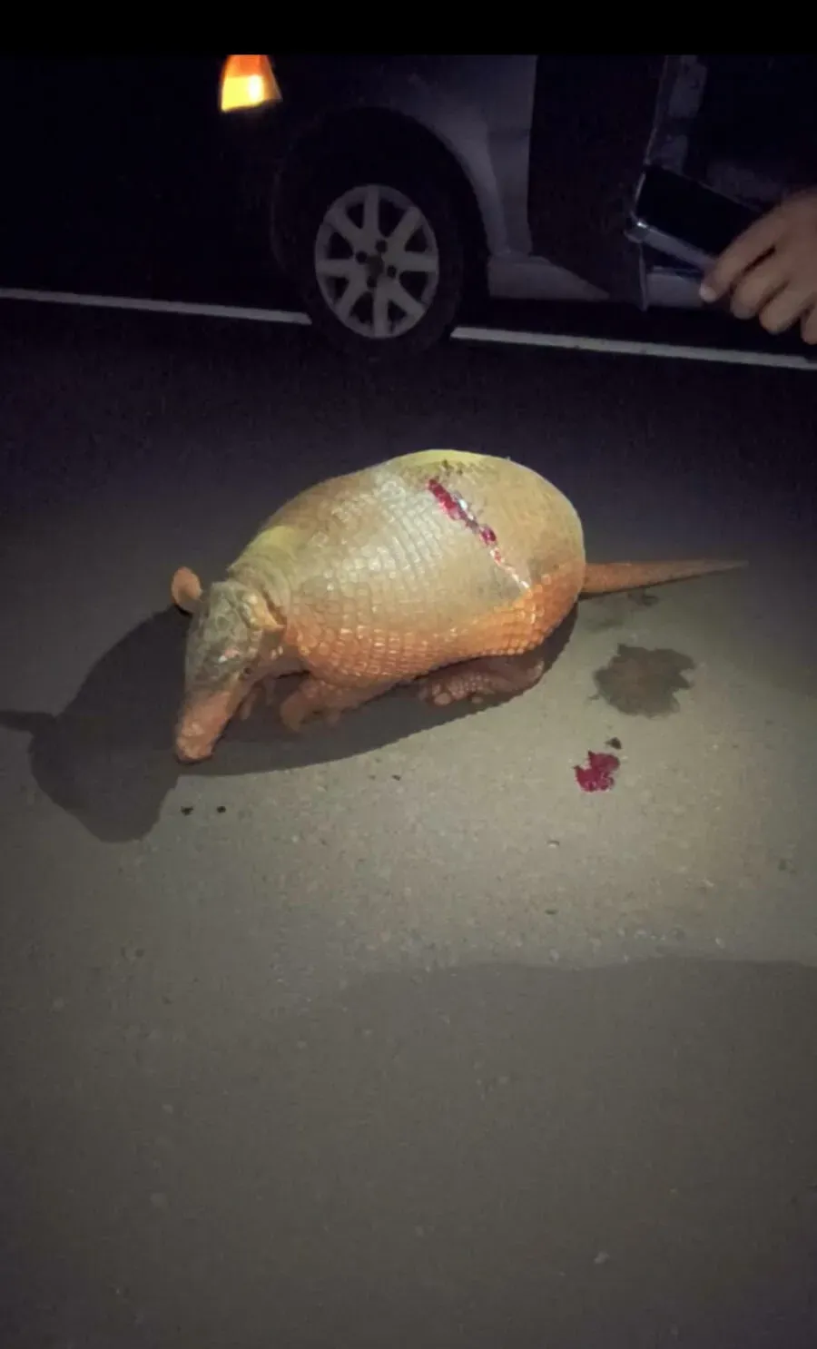 Família resgata tatu-canastra ferido às margens da BR-060