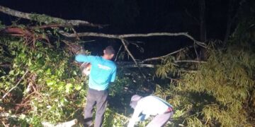 Acesso à Cachoeira do Morcego é liberado após queda de árvore