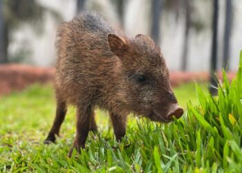Cateto Flora encontra novo lar no Bioparque Pantanal Cateto Flora encontra novo lar no Bioparque Pantanal