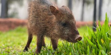 Cateto Flora encontra novo lar no Bioparque Pantanal