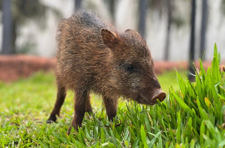 Cateto Flora encontra novo lar no Bioparque Pantanal