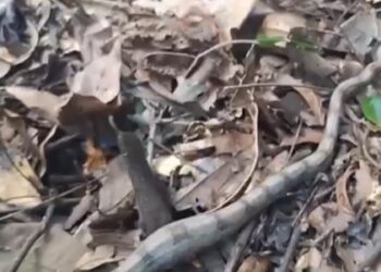 Visita inesperada: filhote de jiboia é resgatado em bairro de Campo Grande