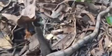 Visita inesperada: filhote de jiboia é resgatado em bairro de Campo Grande