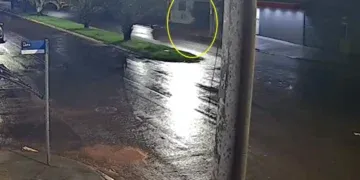 Homem é flagrado arremessando cachorro ao chão