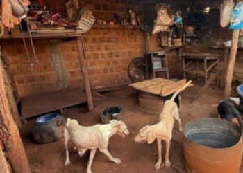 Homem é preso suspeito de maus-tratos a 18 cães