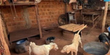Homem é preso suspeito de maus-tratos a 18 cães
