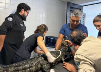 Bioparque Pantanal realiza exames de rotina em jacarés-do-pantanal Bioparque Pantanal realiza exames de rotina em jacarés-do-pantanal