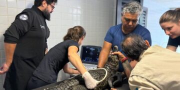 Bioparque Pantanal realiza exames de rotina em jacarés-do-pantanal