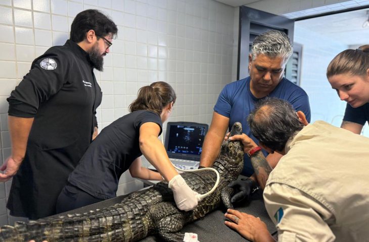 Bioparque Pantanal realiza exames de rotina em jacarés-do-pantanal