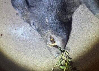 Motorista fica ferido após bater em javali e capotar carro na BR-376