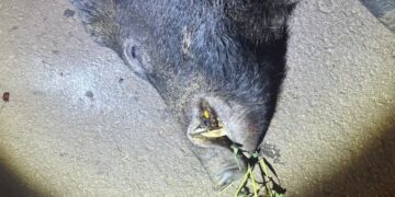 Motorista fica ferido após bater em javali e capotar carro na BR-376