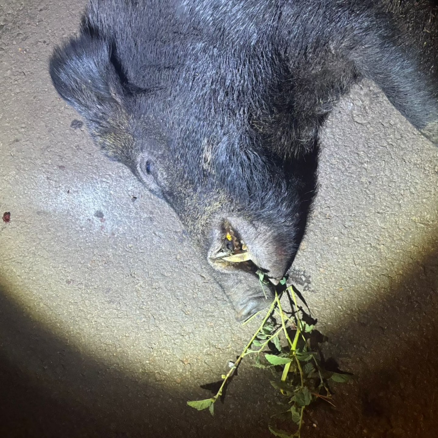 Motorista fica ferido após bater em javali e capotar carro na BR-376