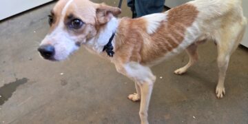 Cães desnutridos e sem água levam à prisão de homem por maus-tratos