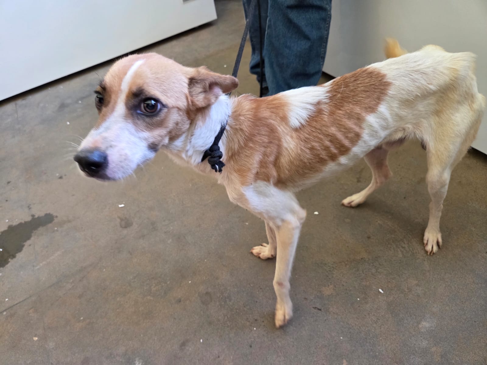 Cães desnutridos e sem água levam à prisão de homem por maus-tratos