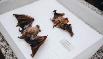 Sesau alerta população após caso de raiva em morcego