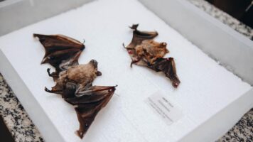 Sesau alerta população após caso de raiva em morcego