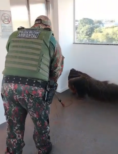 Tamanduá-bandeira é resgatado em Shopping de Campo Grande