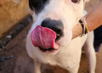Acontece neste domingo a feira de adoção de cães resgatados
