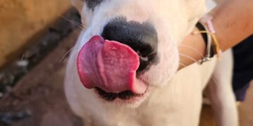 Acontece neste domingo a feira de adoção de cães resgatados