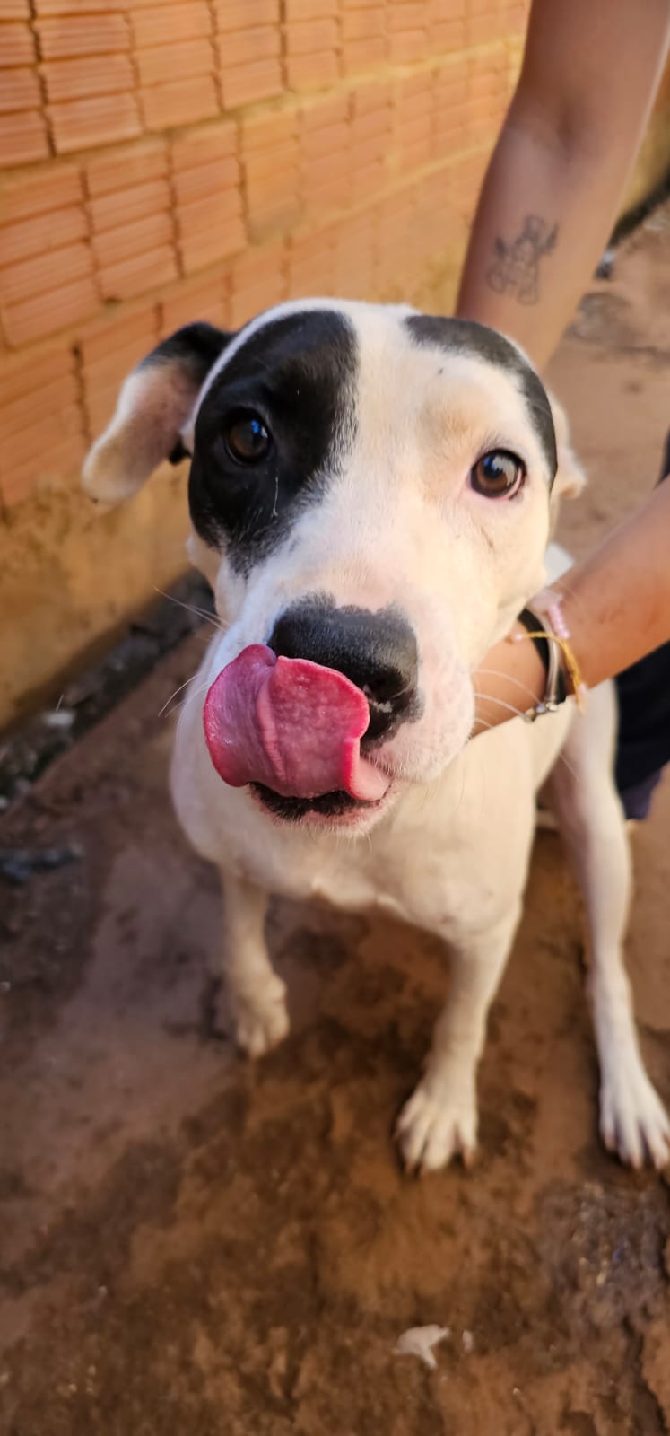Acontece neste domingo a feira de adoção de cães resgatados