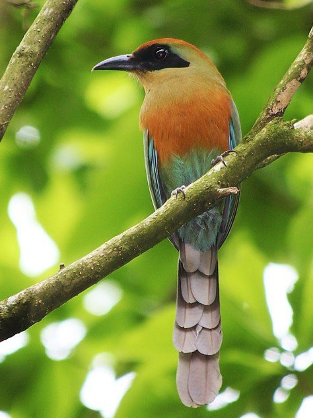 Lei: Juruva se torna ave símbolo da Mata Atlântica em Mato Grosso do Sul Lei: Juruva se torna ave símbolo da Mata Atlântica em Mato Grosso do Sul