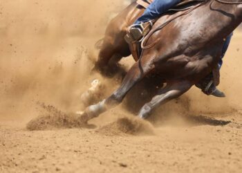 Lei: Dia Estadual dos Esportes Equestres é instituído em Mato Grosso do Sul Lei: Dia Estadual dos Esportes Equestres é instituído em Mato Grosso do Sul