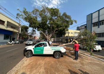 Legado: Avenida Mato Grosso receberá mudas das figueiras centenárias da Afonso Pena