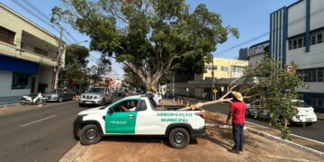 Legado: Avenida Mato Grosso receberá mudas das figueiras centenárias da Afonso Pena