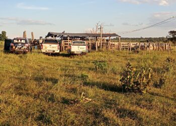 Pai e filho são presos novamente por receptação de gado furtado