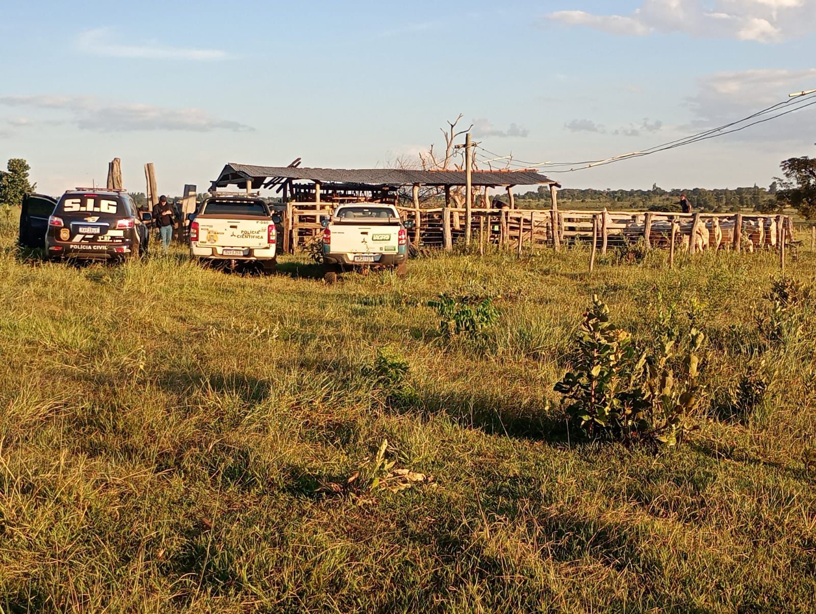 Pai e filho são presos novamente por receptação de gado furtado