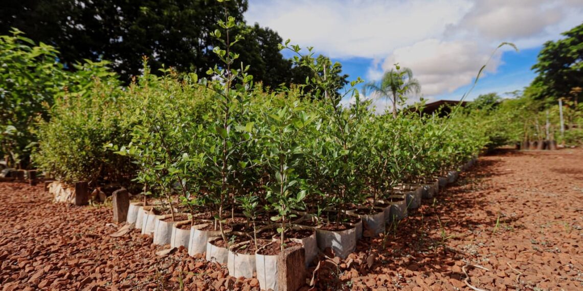 Campo Grande apresenta ações ambientais em painel da COP15 