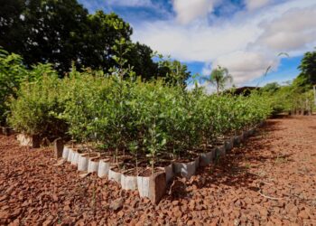 Campo Grande apresenta ações ambientais em painel da COP15 