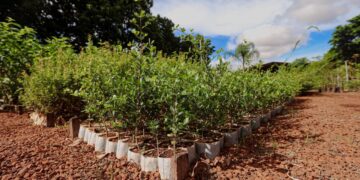 Campo Grande apresenta ações ambientais em painel da COP15 