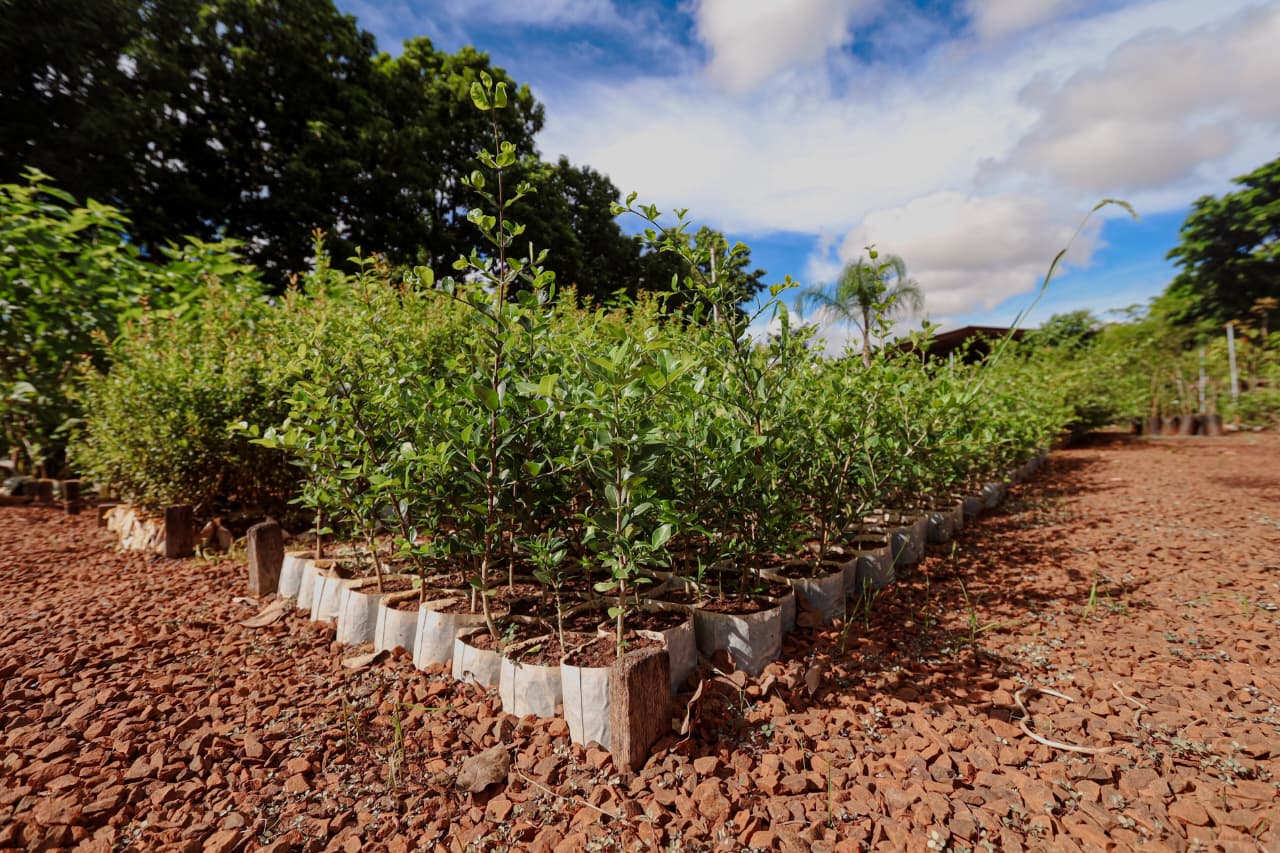Campo Grande apresenta ações ambientais em painel da COP15 
