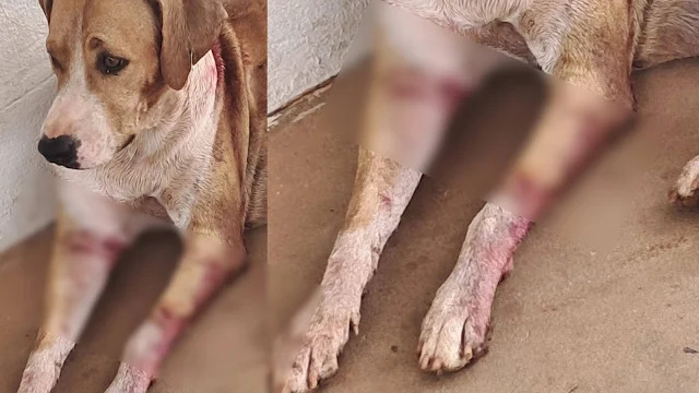Crueldade: cadela é encontrada com cortes e levanta suspeita de tortura