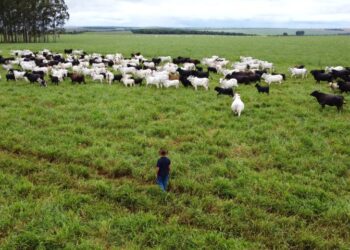 MS lidera crescimento do agronegócio e se consolida como referência nacional