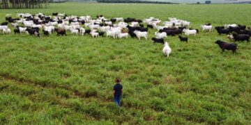 MS lidera crescimento do agronegócio e se consolida como referência nacional