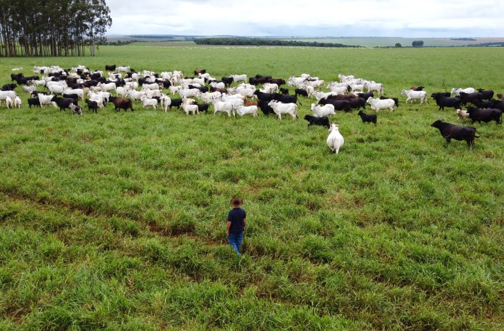 MS lidera crescimento do agronegócio e se consolida como referência nacional