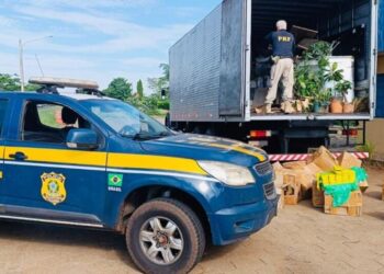 Caminhão carregado com mais de 1,5 tonelada de maconha é interceptado pela PRF