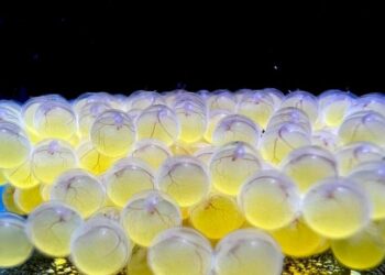 Bioparque Pantanal alcança 100ª reprodução de espécie e reforça papel na conservação da biodiversidade