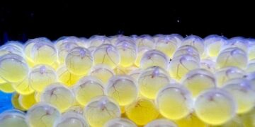 Bioparque Pantanal alcança 100ª reprodução de espécie e reforça papel na conservação da biodiversidade