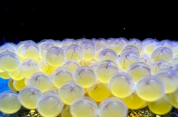 Bioparque Pantanal alcança 100ª reprodução de espécie e reforça papel na conservação da biodiversidade