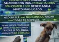 Resgatado das ruas, cachorro ferido mobiliza campanha por ajuda em Campo Grande